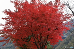 宮ヶ瀬湖(宮ヶ瀬ダム)の紅葉11