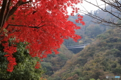 宮ヶ瀬湖(宮ヶ瀬ダム)の紅葉14