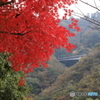 宮ヶ瀬湖(宮ヶ瀬ダム)の紅葉14