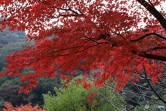 宮ヶ瀬湖(宮ヶ瀬ダム)の紅葉13