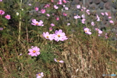 秋桜