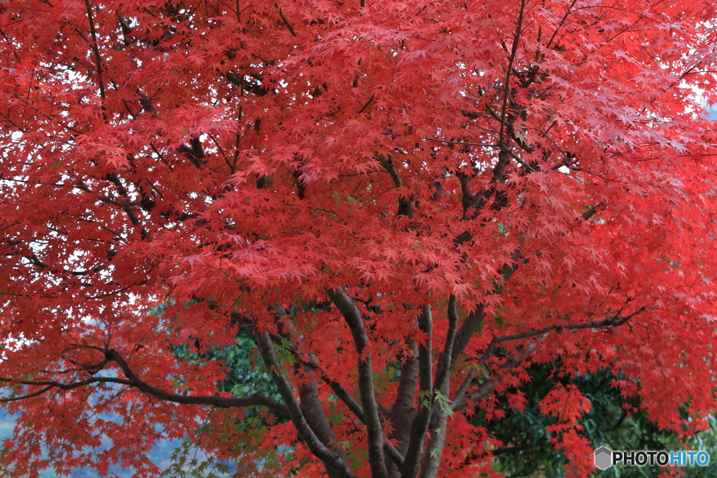 宮ヶ瀬湖(宮ヶ瀬ダム)の紅葉18