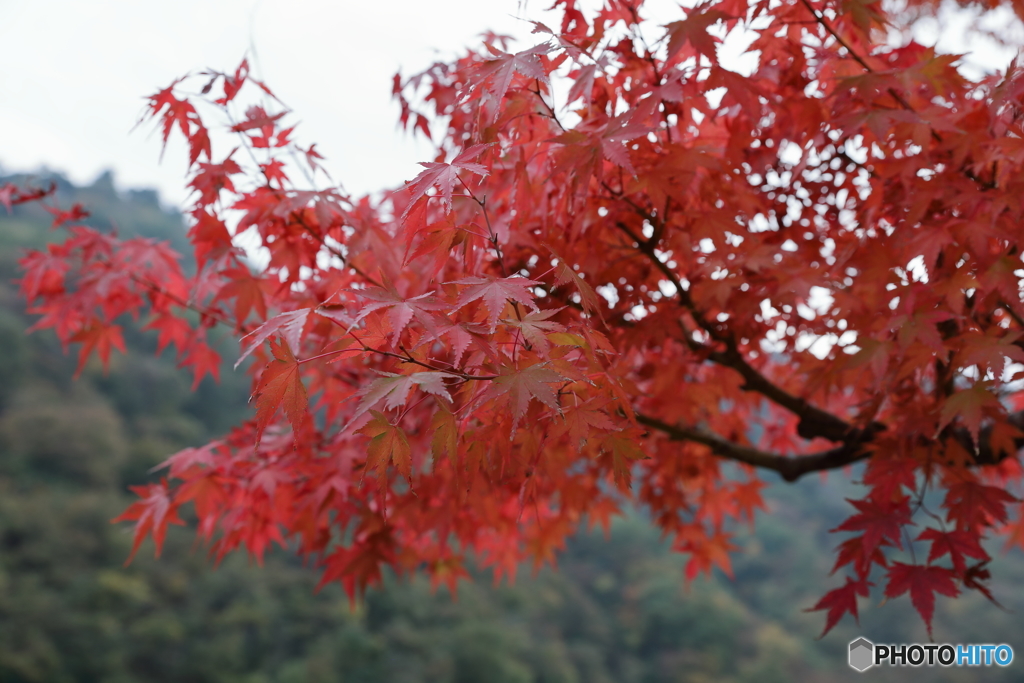 宮ヶ瀬湖(宮ヶ瀬ダム)の紅葉42