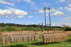 秋の景色