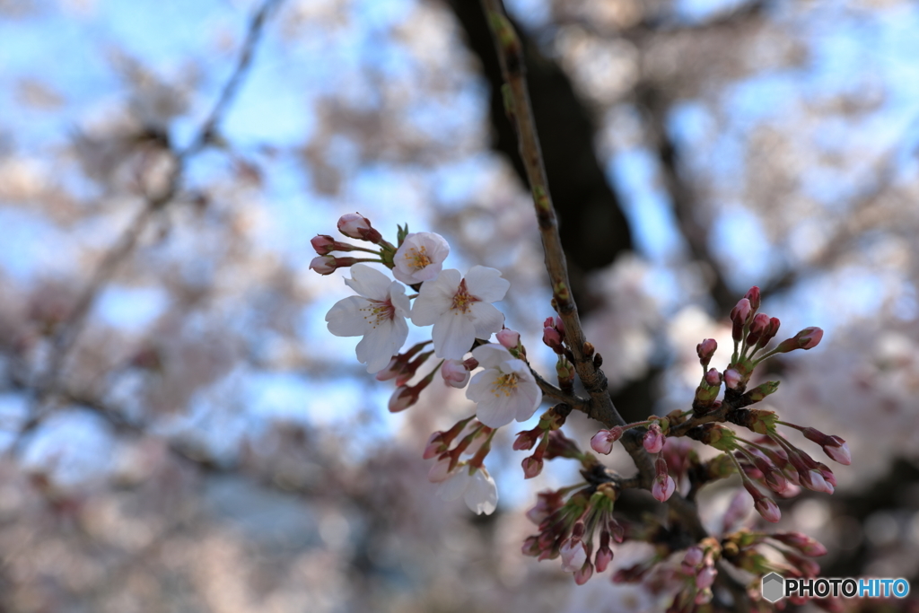 散歩1