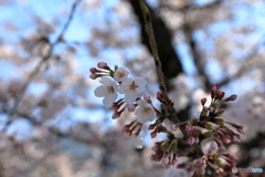 散歩1