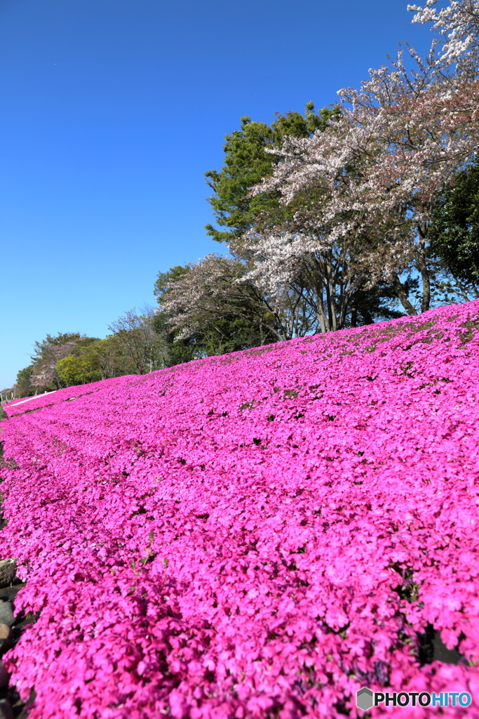 芝桜