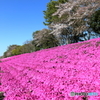 芝桜