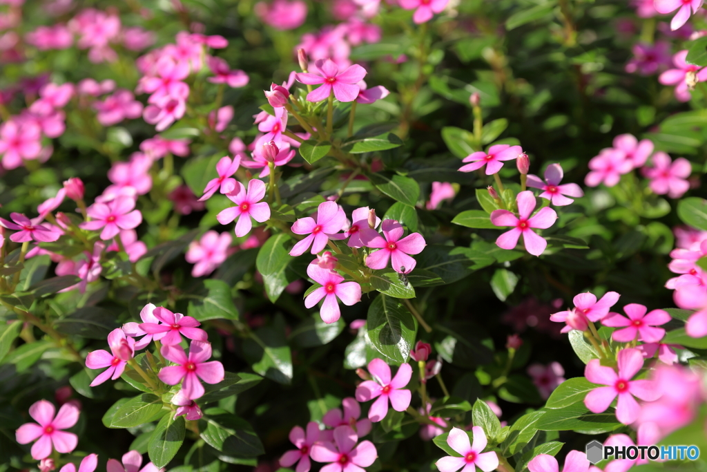 津久井湖の花②