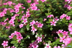 津久井湖の花②