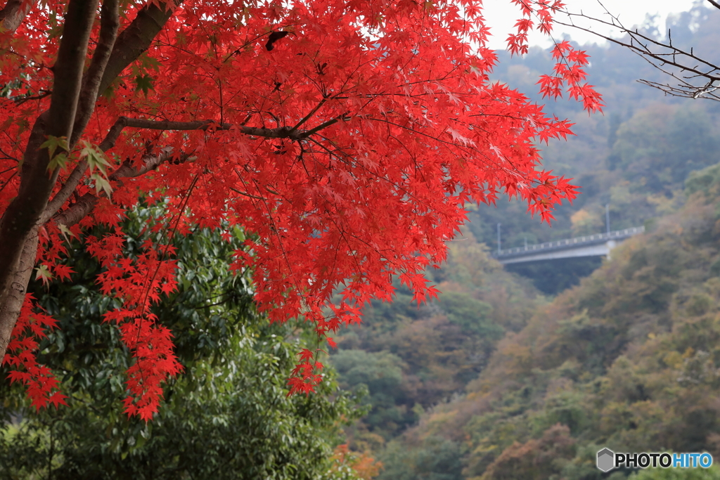 宮ヶ瀬湖(宮ヶ瀬ダム)の紅葉16