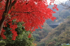 宮ヶ瀬湖(宮ヶ瀬ダム)の紅葉16