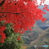 宮ヶ瀬湖(宮ヶ瀬ダム)の紅葉16