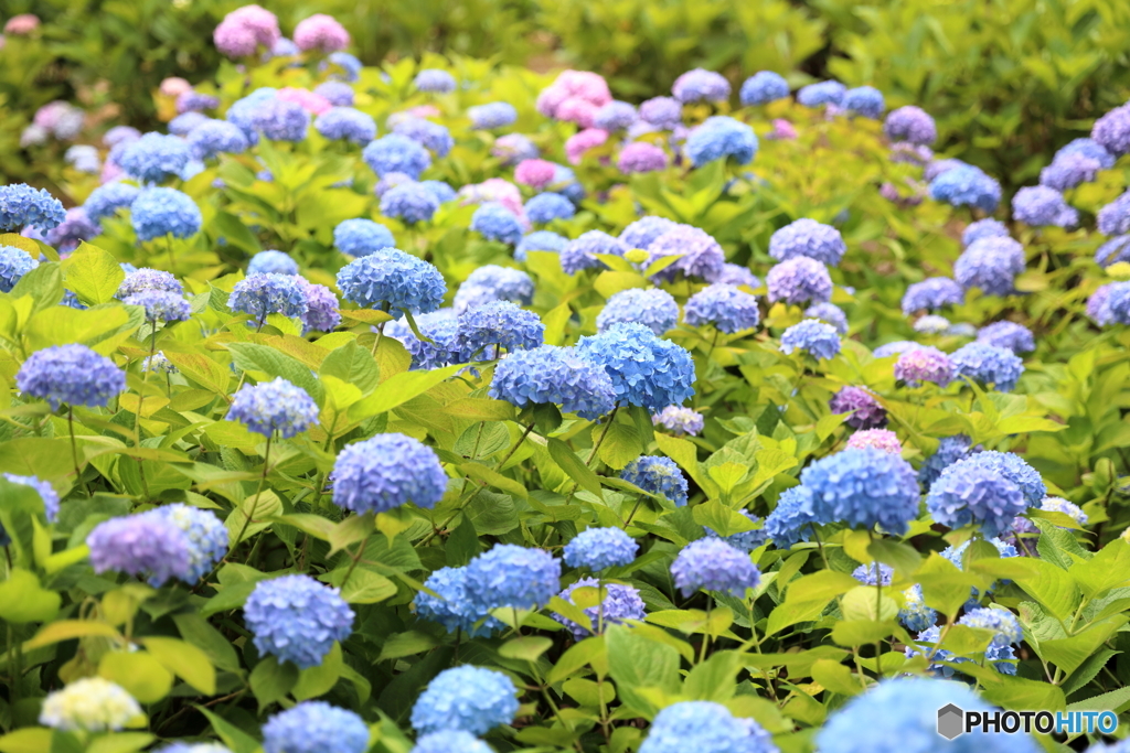 紫陽花の群れ