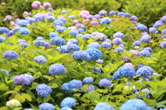 紫陽花の群れ