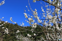 梅24
