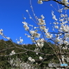 梅24