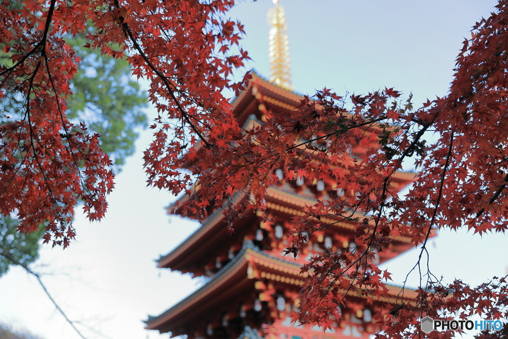 高幡不動49