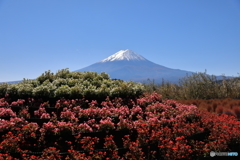 富士山と河口湖38