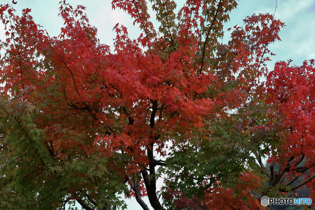 宮ヶ瀬湖 宮ヶ瀬ダム の紅葉 By Discover Jp Id 写真共有サイト Photohito