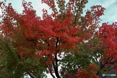 宮ヶ瀬湖(宮ヶ瀬ダム)の紅葉