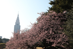 新宿御苑③
