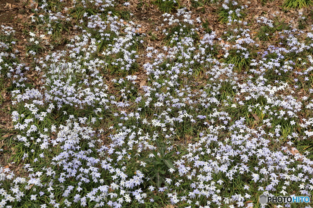 花の絨毯