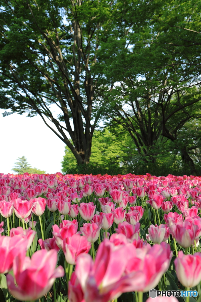 昭和記念公園㉚