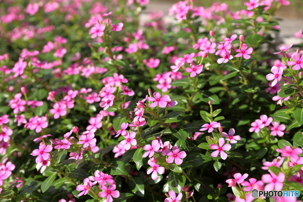 津久井湖の花③