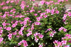 津久井湖の花③