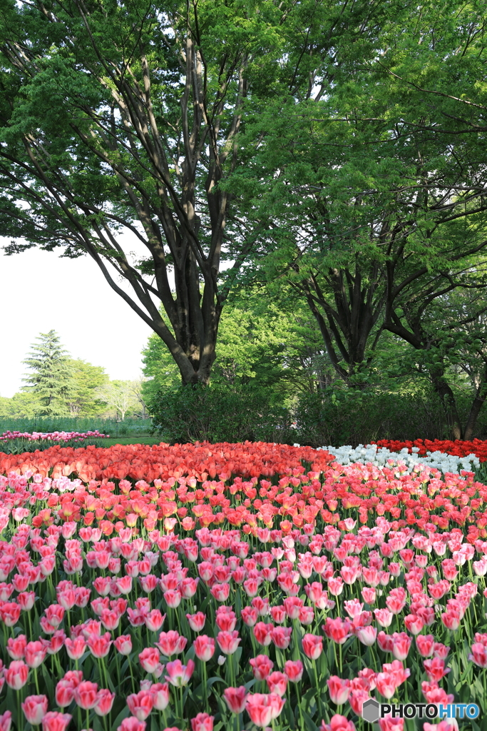 昭和記念公園㉙