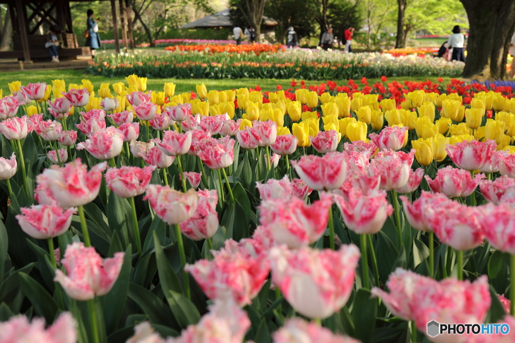 昭和記念公園㉘
