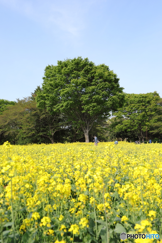 昭和記念公園⑤