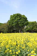昭和記念公園⑤