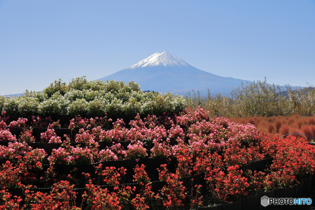 富士山と河口湖39