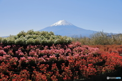 富士山と河口湖39