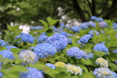 紫陽花