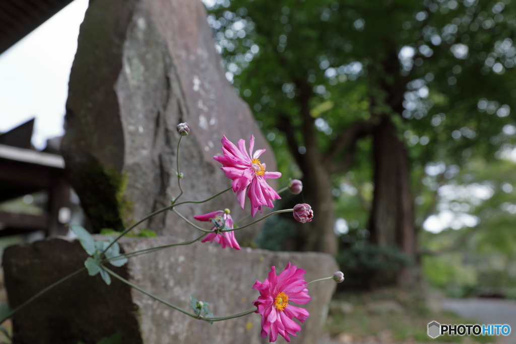 正覚寺（俳句寺）6