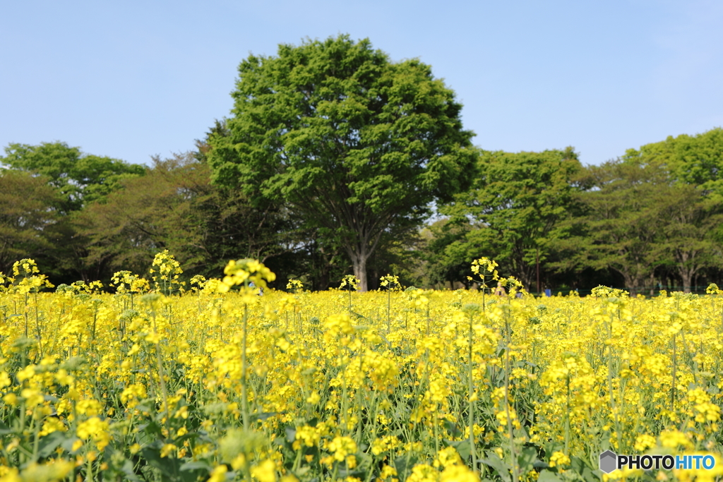 昭和記念公園④