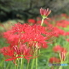 彼岸花13