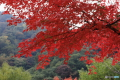 宮ヶ瀬湖(宮ヶ瀬ダム)の紅葉12