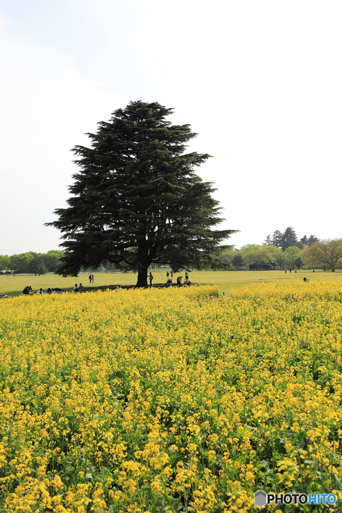 昭和記念公園②