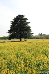 昭和記念公園②