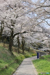 「桜坂」