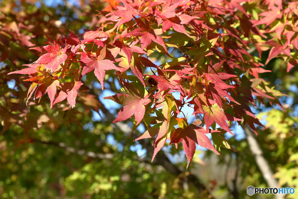 宮ヶ瀬湖の紅葉