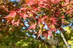 宮ヶ瀬湖の紅葉
