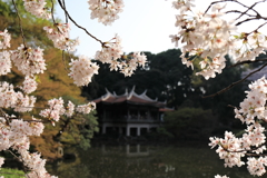 桜②