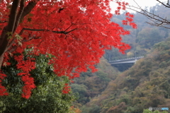 宮ヶ瀬湖(宮ヶ瀬ダム)の紅葉15