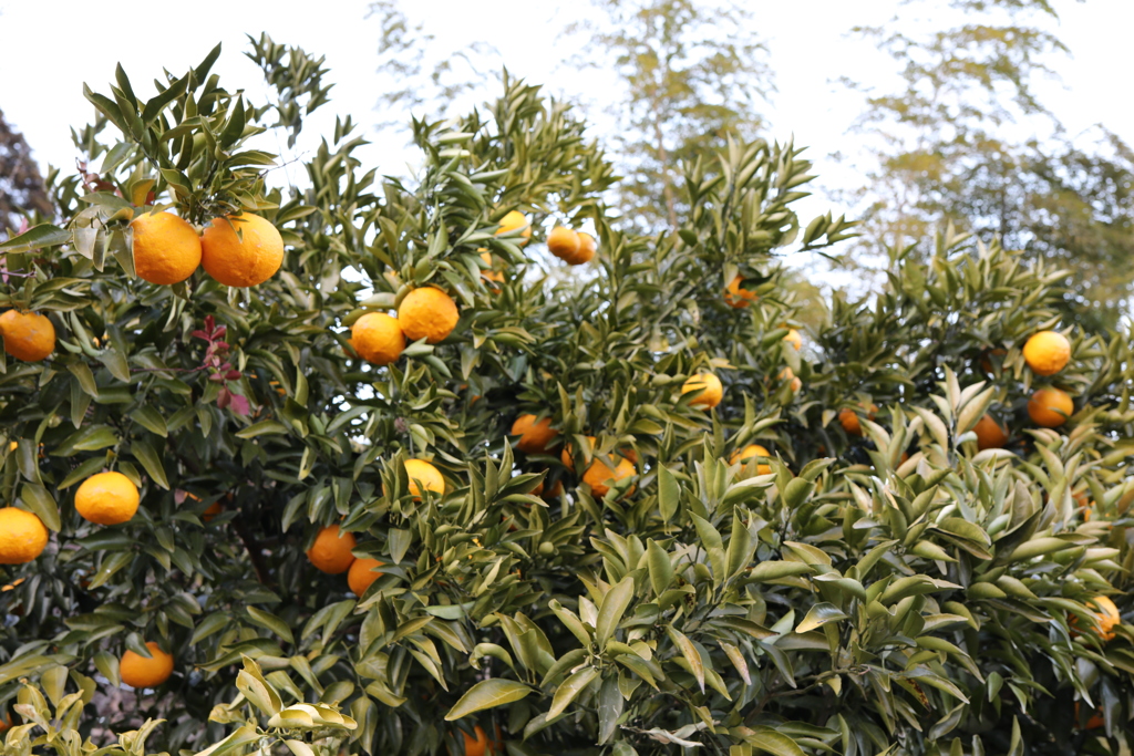 柑橘