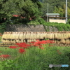 彼岸花6